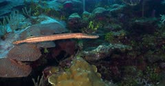 A Trumpet Fish living on a coral reef