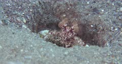 A Mantis Shrimp in a hole on a Pebbly bottom