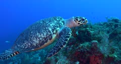Green Sea Turtles (Chelonia mydas) Traveling &amp; Foraging, Apparently Unconcerned about Scuba Divers