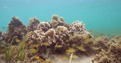 Thin leaf lettuce coral (Agaricia tenuifolia) is home to a school of Tropical fish and Juvenile Grunts