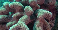 Coral heads showing coral polyps flowing with water movement, in this close up