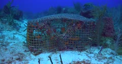 Underwater Marine Debris, such as traps and lines, are growing issues for many Caribbean nations