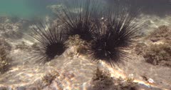 Long Spined Sea Urchins (Diadema antillarum) in a tropical intertidal zone