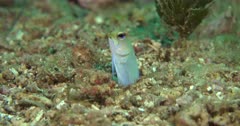 Yellow head jawfish feeds and hides in its burrow