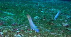 Yellow head jawfish feeds and hides in its burrow