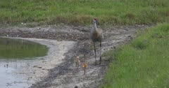 Sandhill Crane family with two new chicks forages in a wetland field near a pond, Antigone canadensis