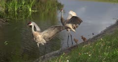 Sandhill Crane family with two new chicks forages in a wetland field near a pond, Antigone canadensis