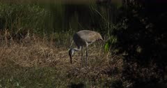 Sandhill Crane tending nest and moving eggs in a wetland field near a pond, Antigone canadensis