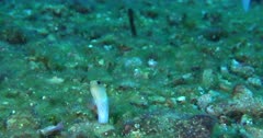 A Yellow head Jaw Fish (Opistognathus aurifrons) looks out of its burrow