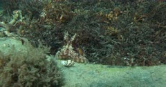 Underwater Marine Debris, can create habitat for certain species such as this Octopus hiding in an old tire