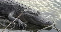 American Alligator (Alligator mississippiensis) in a wetland pool at Marathon Key nature reserve