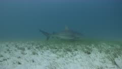 Bull Shark (Carcharhinus leucas) in murky water over sandy seagrass habitat, Bimini, Bahamas.