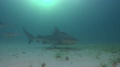 Bull Shark (Carcharhinus leucas) in murky water over sandy seagrass habitat, Bimini, Bahamas.