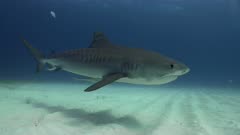 Tiger shark (Galeocerdo cuvier) swim by over sandy sea floor, Bahamas.