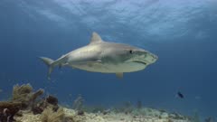 Tiger shark (Galeocerdo cuvier) swims over colorful coral reef, Bahamas.