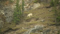 Mountain Goat grazing on steep hill side