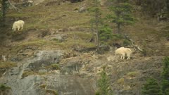 Mountain Goat, two grazing on steep hill side