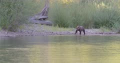 4K Grizzly Bear mother and cub walk along river shore, mother drags salmon out and they disappear in woods - SLOG2