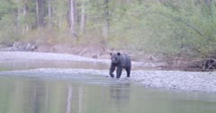 4K Grizzly bear exits river on shore, salmon jumping in water - SLOG2 Not Colour Corrected
