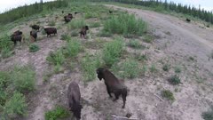 Aerial Wood Bison herd in boreal forest