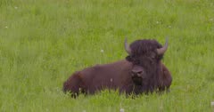 4K Wood Bison herd in eating grass on hilly knoll and resting - SLOG2