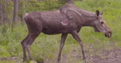 Moose Young walks in to mineral lick and eats/drinks - SLOG2 