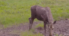 Moose young drinking/eating from a muddy mineral lick, raises head to look in camera - SLOG2