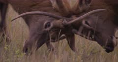 Elk young Male/Bull two battling horns locked, Close up, Slow Motion - SLOG2