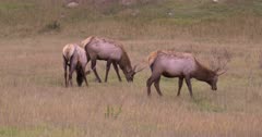 Elk young Male/Bull three grazing, Slow Motion - SLOG2