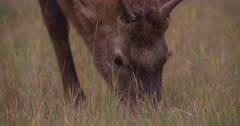 4K Elk male/Bull two grazing, tilt up - SLOG2