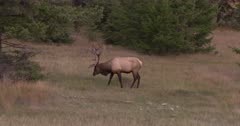 4K Elk Big Buck stares at camera, grazes on grass, mating call, Head on, zoom in  - SLOG2 