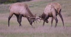 4K Elk Male/Bull two battling horns locked, Slow Motion - SLOG2 Not Colour Corrected 