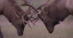 4K Elk Male/Bull two battling horns locked, One male raises head and licks lips, Close up - SLOG2 Not Colour Corrected 