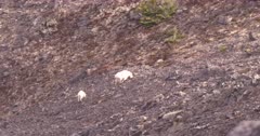 4K Mountain Goats three walking along steep rocky mountain side eating, pan back and forth - SLOG2