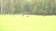 4K Moose bull lying down amongst cows in the rain, zoom in - SLOG2 Not Colour Corrected