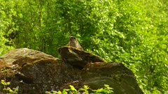 Hoary Marmot motionless on rock ledge, then exits frame