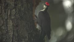 4K Woodpecker Red-breasted sapsucker male pecking tree and eating bugs - SLOG2 Not Colour Corrected