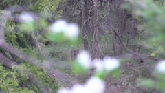 4K White Tail deer in the trees - SLOG2