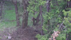4K White Tail deer hiding in the trees - SLOG2
