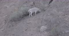 4K Mountain Goats, mother and kid on steep hillside grazing - SLOG2