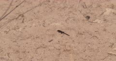 Tadpole (half frog) resting in shallow water of lake, tight shot - SLOG2
