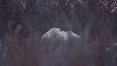 Polar Bear mother and two cubs hiding behind foliage in fear - SLOG2 NOT Colour Corrected  