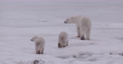 4K Polar Bear mother and two cubs walking across tundra, zoom in/out - SLOG2 NOT Colour Corrected  