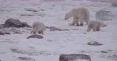 4K Polar Bear mother and two cubs walking across tundra, zoom in/out - SLOG2 NOT Colour Corrected  