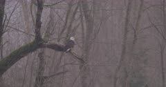 4K Bald eagle perched on mossy leafless tree - SLOG2