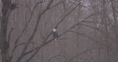 4K Bald eagle perched on mossy leafless tree, tilt to another below - SLOG2
