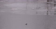 4K Bufflehead duck swimming in frozen river dives under - SLOG2 