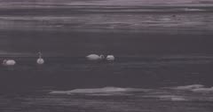 4K Trumpeter swan looking for food on icy river, ducks and loons around, Slow Motion - SLOG2