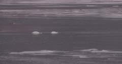 4K Trumpeter swan looking for food on icy river, ducks and loons around, Duck lands and takes off, Slow Motion - SLOG2 