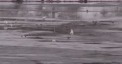 4K Trumpeter swan looking for food on icy river, ducks swim around - Slow Motion - SLOG2  